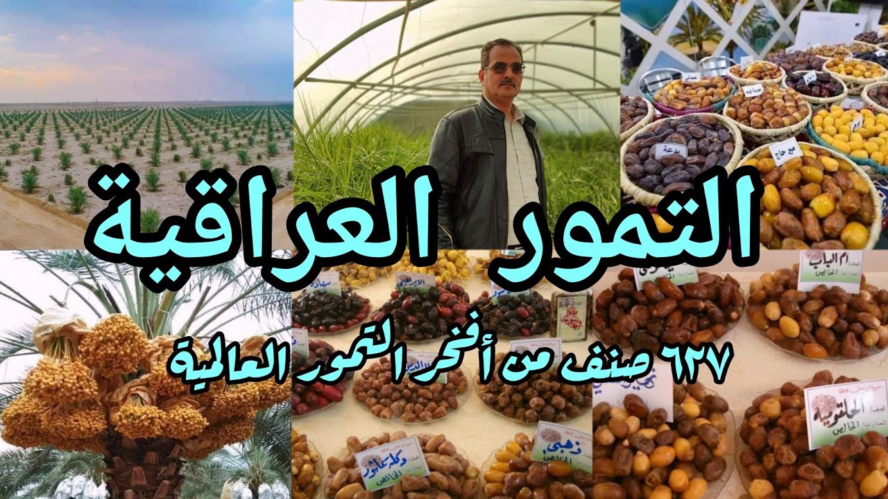 أصناف التمور العراقية 🇮🇶 انواع تمور ستذهلك أكثر من ٦٢٧ صنف تمور من أفخر التمور العالمية