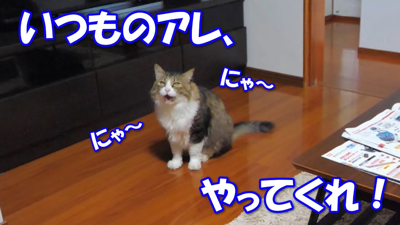 にゃ にゃ 鳴いてブラッシングをせがむボス猫 かわいい猫達の動画まとめサイト