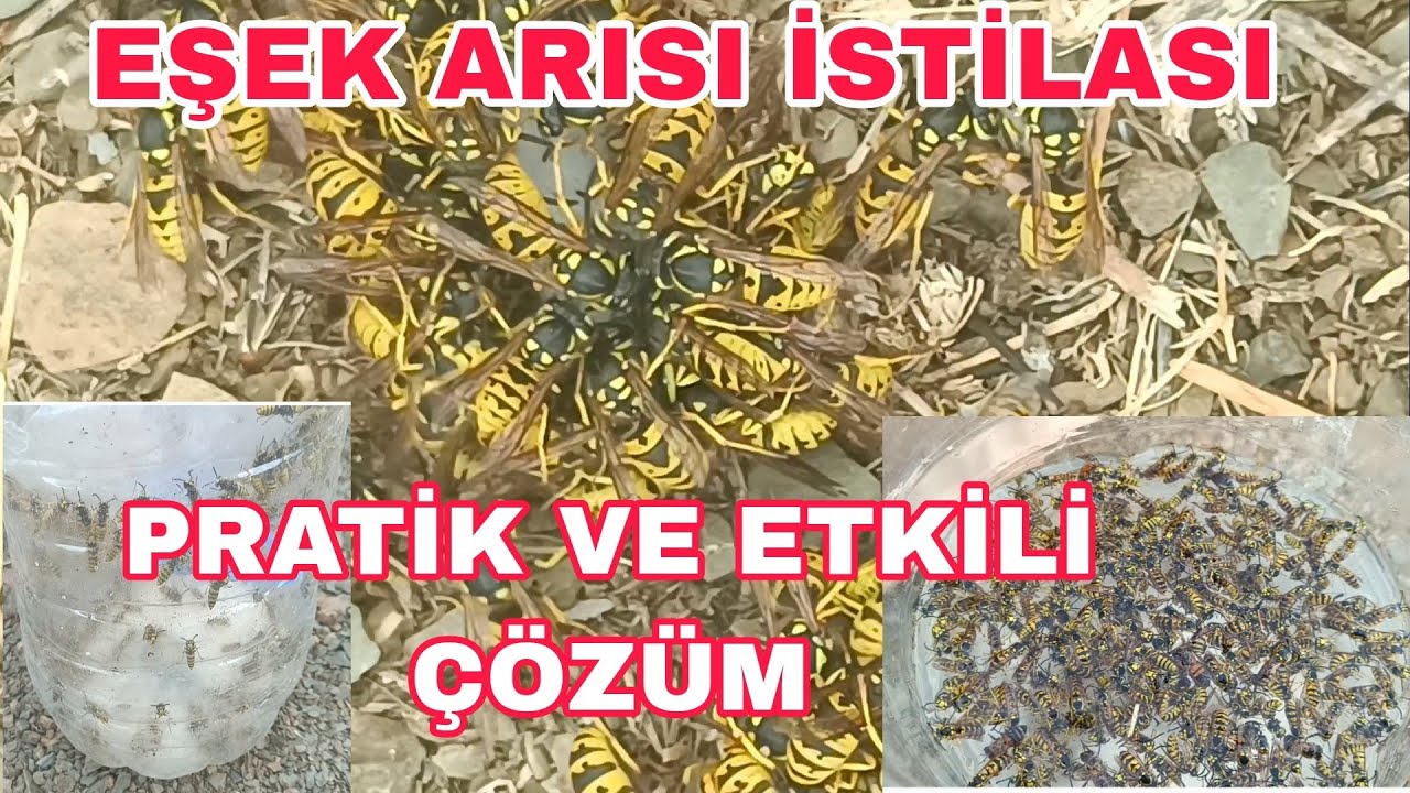 EŞEK ARILARI BAL ARILARINI BİTİRECEK . PRATİK VE ETKİLİ BİR ÇÖZÜM DENEDİM