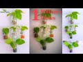 How to Grow Wall Mounted Money plant Using Clear Glass//GREEN PLANTS