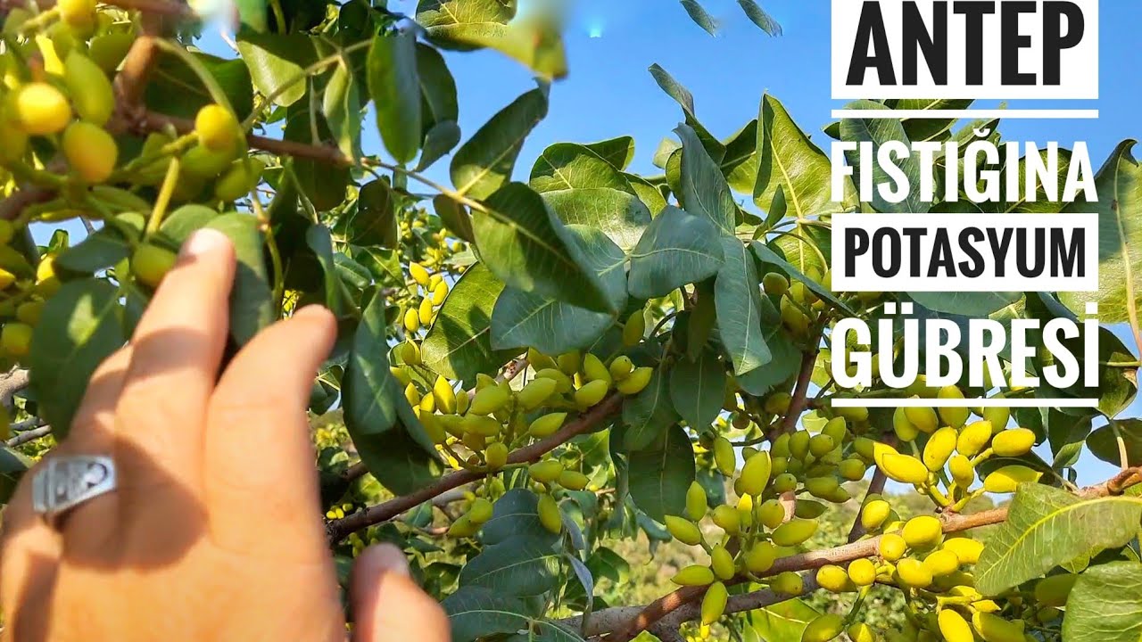 ANTEP FISTIĞINA POTASYUM GÜBRESİ / KARAGÖZLERİN SON DURUMU...PİSTAÇHİO