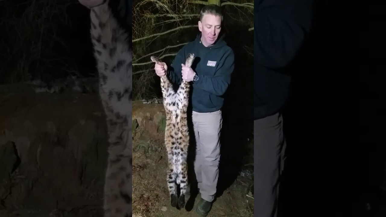 Cage Trapping Bobcats YouTube