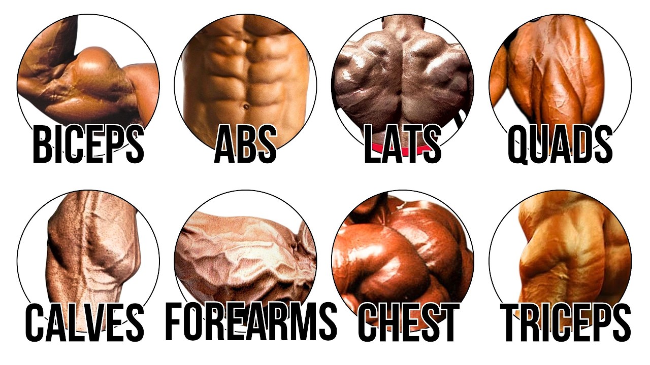Every Muscle Insertion Explained (Good vs Bad Genetics) - YouTube