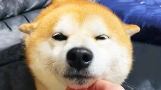 ひこうき耳としっぽヘリコプター