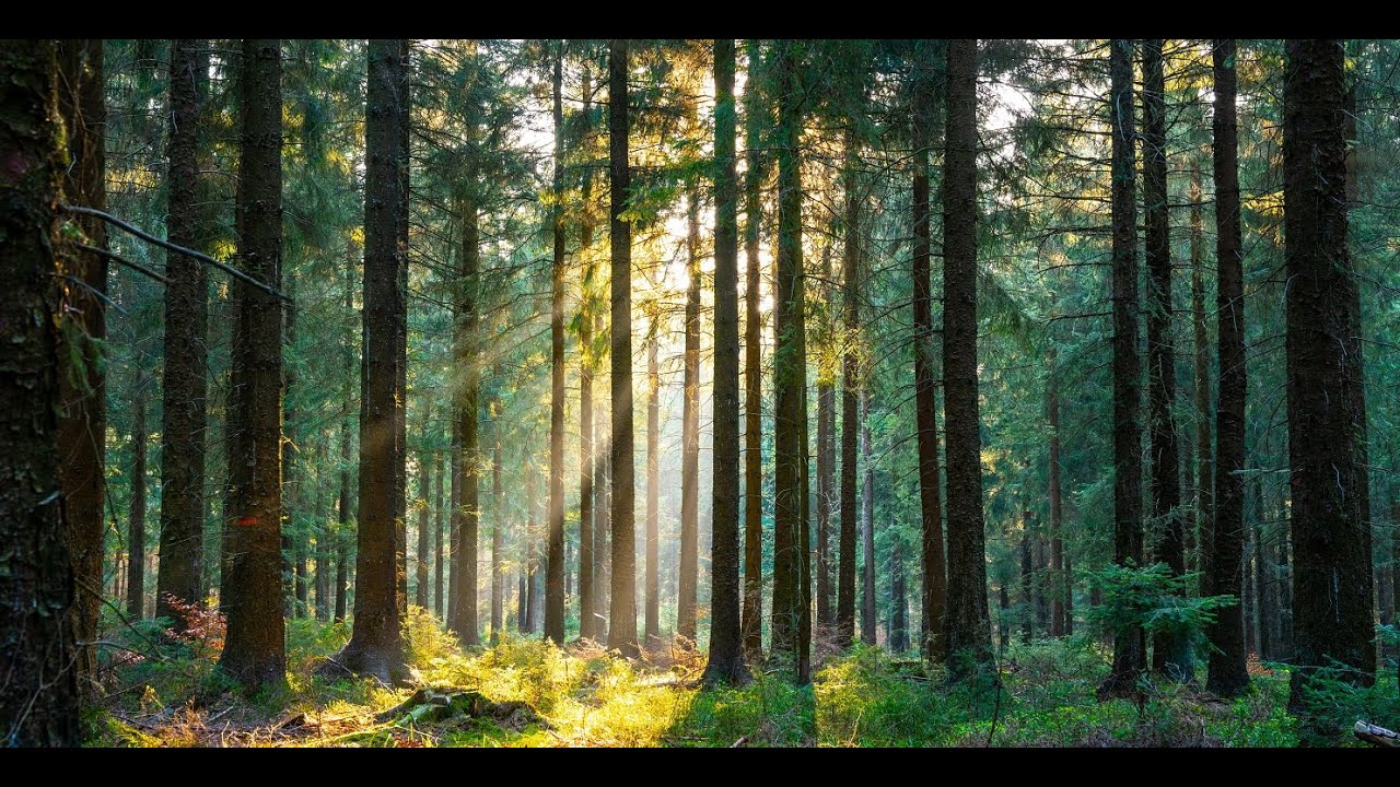 Francis Hallé | Forêt primaire ou forêt en libre évolution
