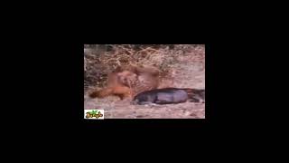 fox recap |leopard vs fox |leopard hunting