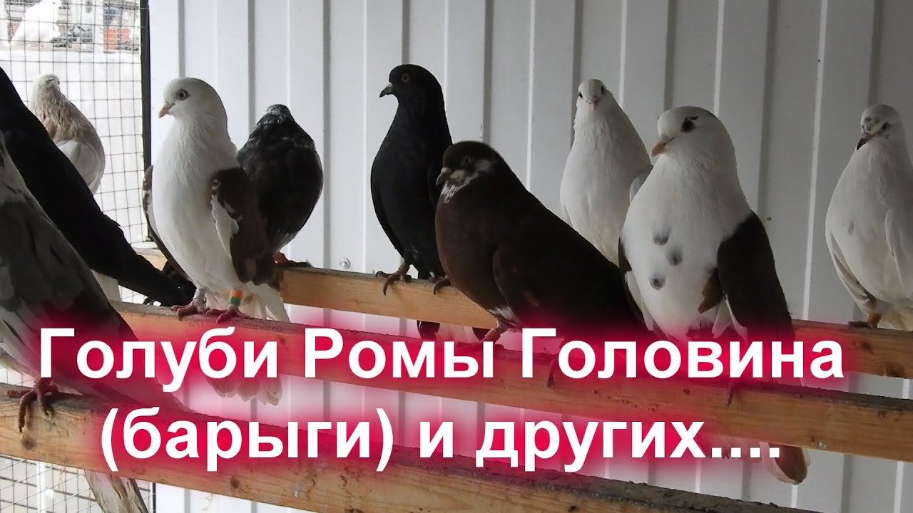 Голуби Ромы Головина (барыги) и  других..