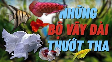 Top 6 loài cá cảnh “vây dài thướt tha” khiến anh em mê mẩn không thể rời mắt