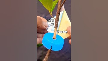 Unique way of planting 🌳