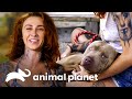 ¡Cómo rescatar a 3 perros al estilo Villalobos! | Pit bulls y convictos | Animal Planet