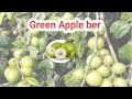 Green Apple Ber plant || mini Apple plant || Green life kadiam
