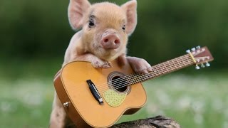 The she-pig... ea porsea! Funny and soft music for babies, guitar by Riccardo Donati. screenshot 2