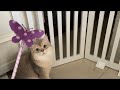 10 month old kitten cat Pepper first time seeing and exploring butterfly pen