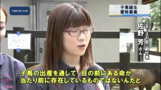 愛称募集中！　アメリカンミニホースの子馬が誕生