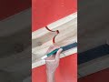 step by step measuring wood joints part 647 #woodworking #skill #carpenter #tipsandtricks #diy #idea