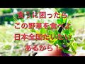 【野草術】カラスノエンドウ!一人暮らしで食うに困ったらこれ!3月食べられる野草レシピ!