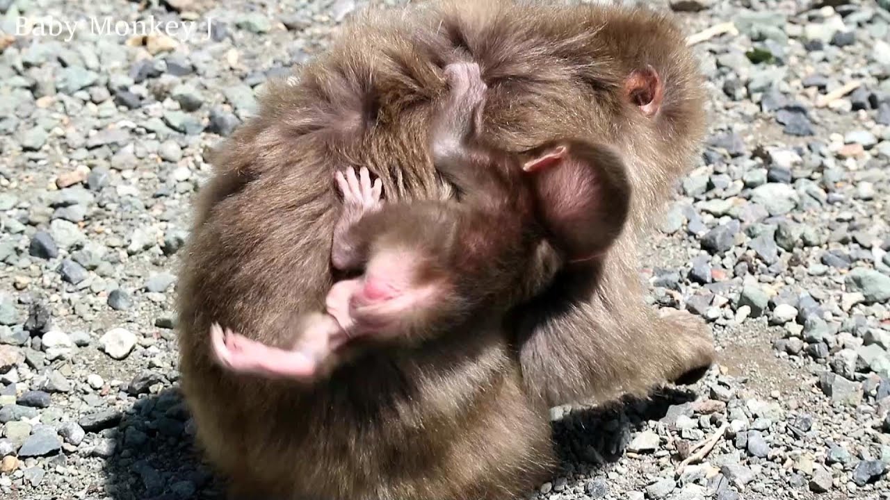 Baby monkey nearly fall off mom's back - YouTube