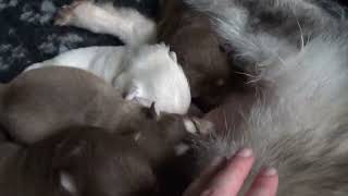 Finnischer Lapphund Kennel Erimathi K2-Wurf Welpen 1 1/2 Wochen alt