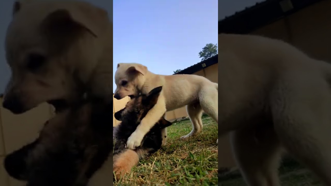 Labrador vs German Shepherd Socialization Training