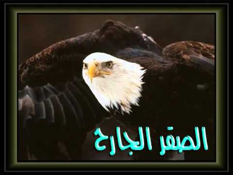  بعدك مليش هانى شاكر 