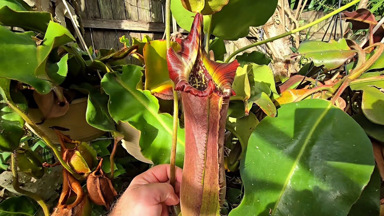 Autumn backyard nepenthes tour 2025