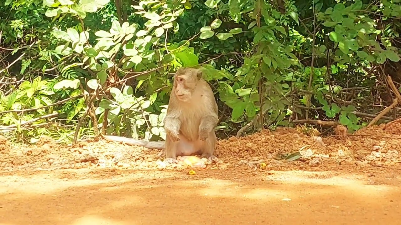 ស្វាស៊ីនំ monkey eatting 