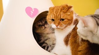 A Cat Wife Irritated By the Love of Her Husband Cat