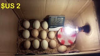 Incubadora Casera | Pollitos nacidos en caja de cartón | Incubadora de huevos de gallina