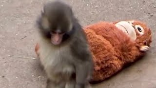 This Baby Monkey Was Rejected🥲