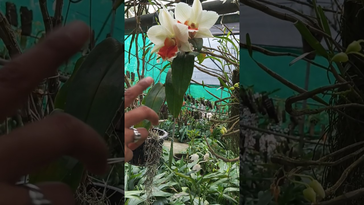 Orchids of Assam – Beauty Like You’ve Never Seen!