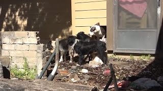 30 Dogs Taken from trashed Hoarder House in San Antonio by God's Dogs Rescue