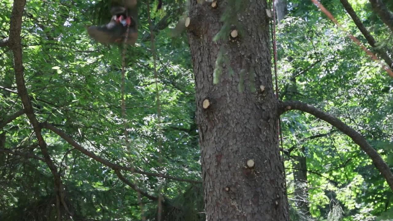 Tree climbers show off during friendly competition at Holliday Park ...