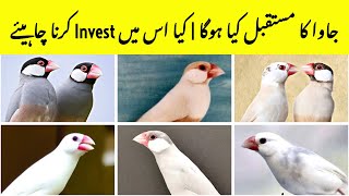 What is Java Future | Java Business Scope | Java Farming Business idea | Java Breeding farm