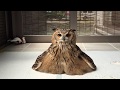 溶けるフクロウ
