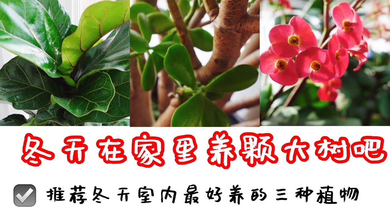 琴叶榕 虎刺梅 玉树 推荐冬天三种室内最好养的植物 冬天在家里养颗大树吧 Youtube