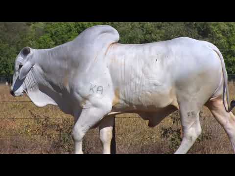 LOTE 10 | 41º MEGA LEILÃO ANUAL CARPA - TOUROS