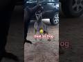 Goat Vs Dog Fighting Animals Yt Ytshorts Goat Pets Dog Sheep Cow Shorts Short Fight 