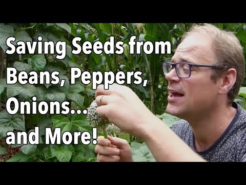 Saving Seeds from