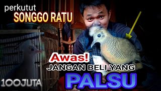 CARA memBEDAKAN PERKUTUT SONGGO RATU Asli ATAU TIDAK? BEGINI CARANYA KAWAN❗