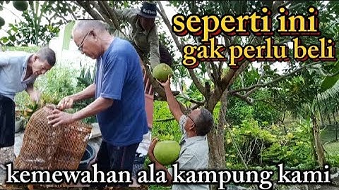 Pagi hari di pedesaan bawa pulang ikan dari sungai lanjut panen jeruk Bali