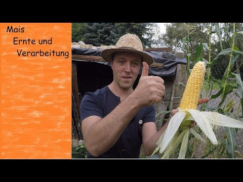 Video: 5 Möglichkeiten, mit Pilzen zu kochen