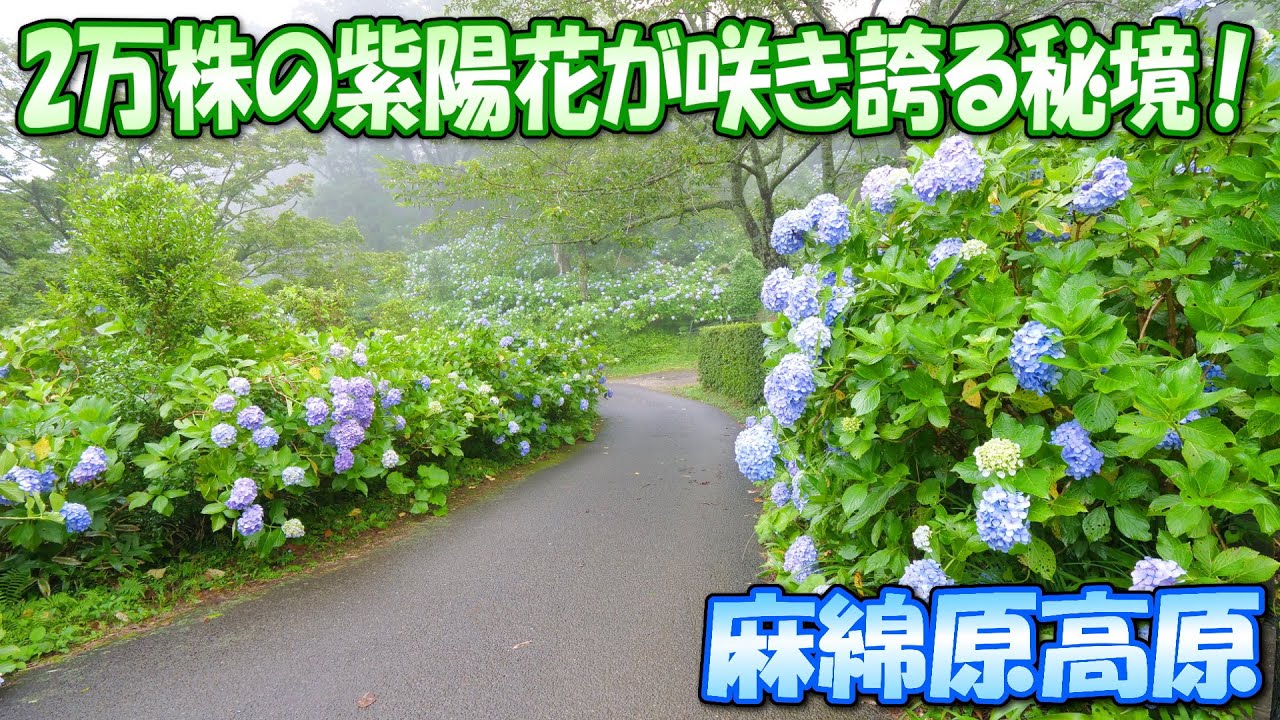 2万株の紫陽花が咲き誇る秘境 麻綿原高原 Youtube