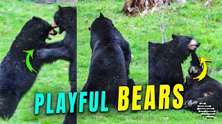 Two Bears Have a Playful Brawl