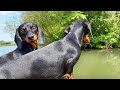 A boat ride with 2 Dachshunds. の動画、YouTube動画。