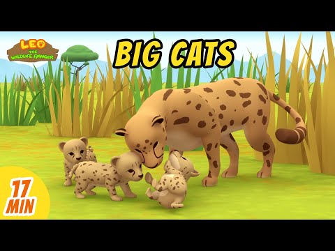 Big Cats Videos