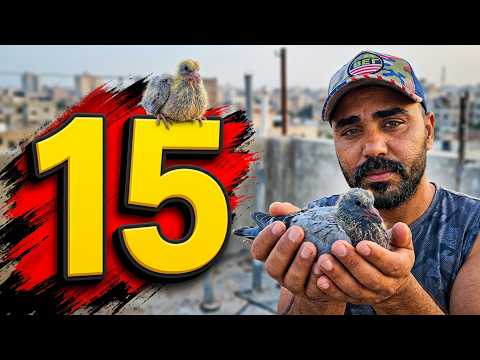 15 فرخ جداد 🤔 وبنكرش فراخ 🔥وكل قطعه لحال 🤔🔥