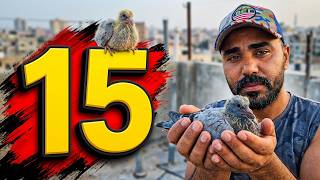  15 فرخ جداد 🤔 وبنكرش فراخ 🔥وكل قطعه لحال 🤔🔥