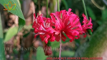 Hoa Dâm bụt- tên khoa học:Hibiscus rosa-sinensis