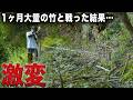 【感動】長年放置された竹林にたった一人で挑んだ結果…