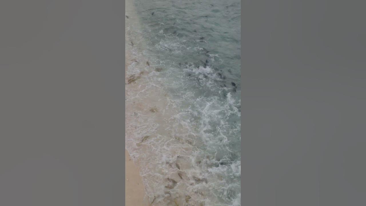 Sharks Getting Beached While Hunting! - YouTube